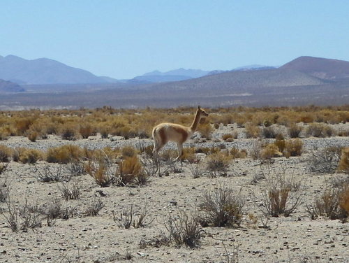 Vicu&ntilde;a.